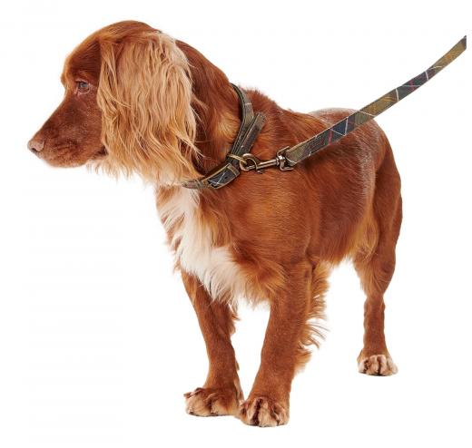 BARBOUR Guinzaglio Cani Classic Tartan Webbing Lead DAC0006TN11